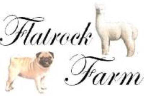 Flatrock Alpaca Pug Farm