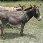 Donkeys