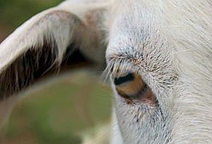 Goat's eye