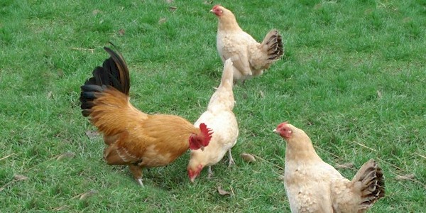 Nankin Bantams Chickens