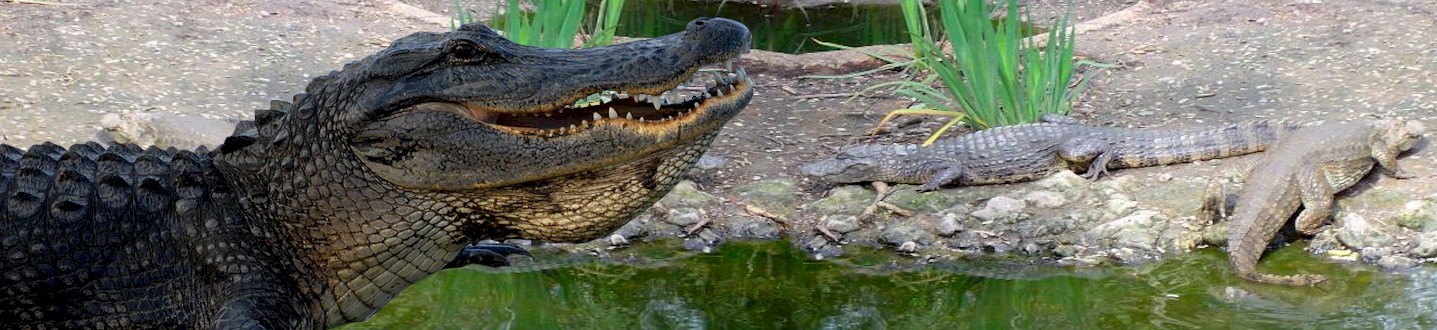 About Alligators