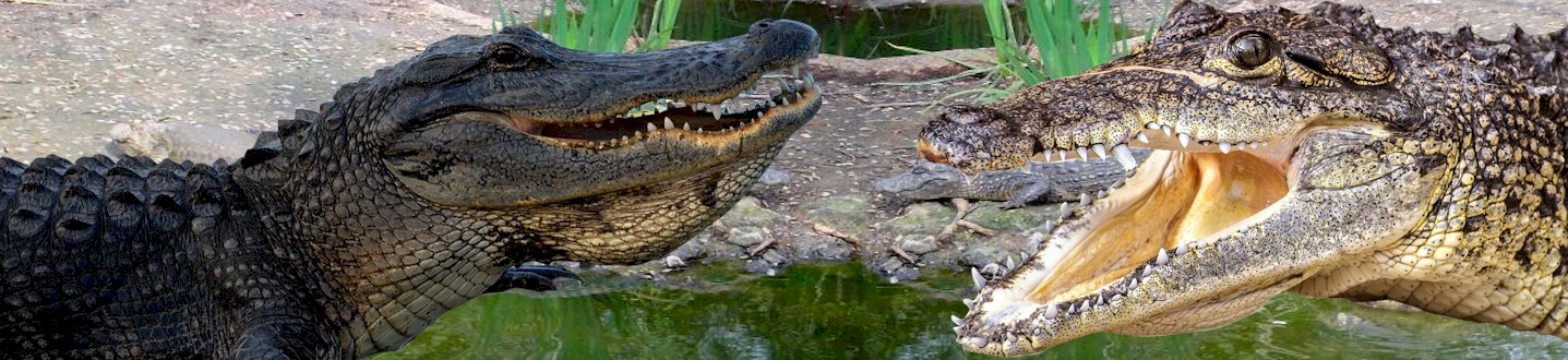 About Crocodiles and Alligators