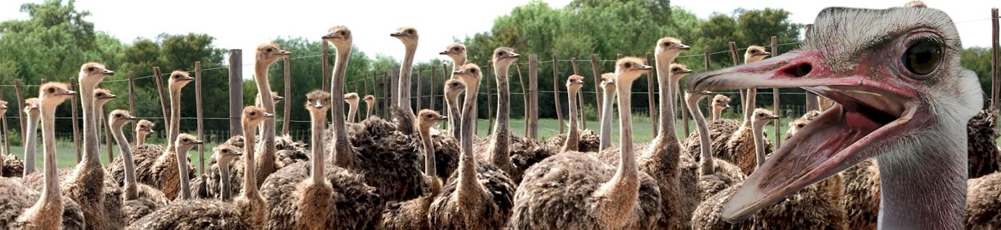 About Ostriches
