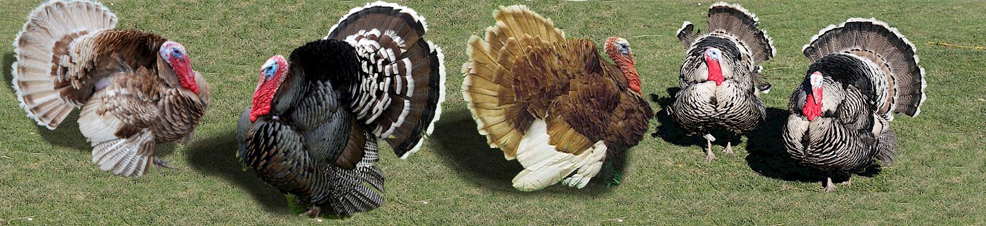 Turkey Breeds