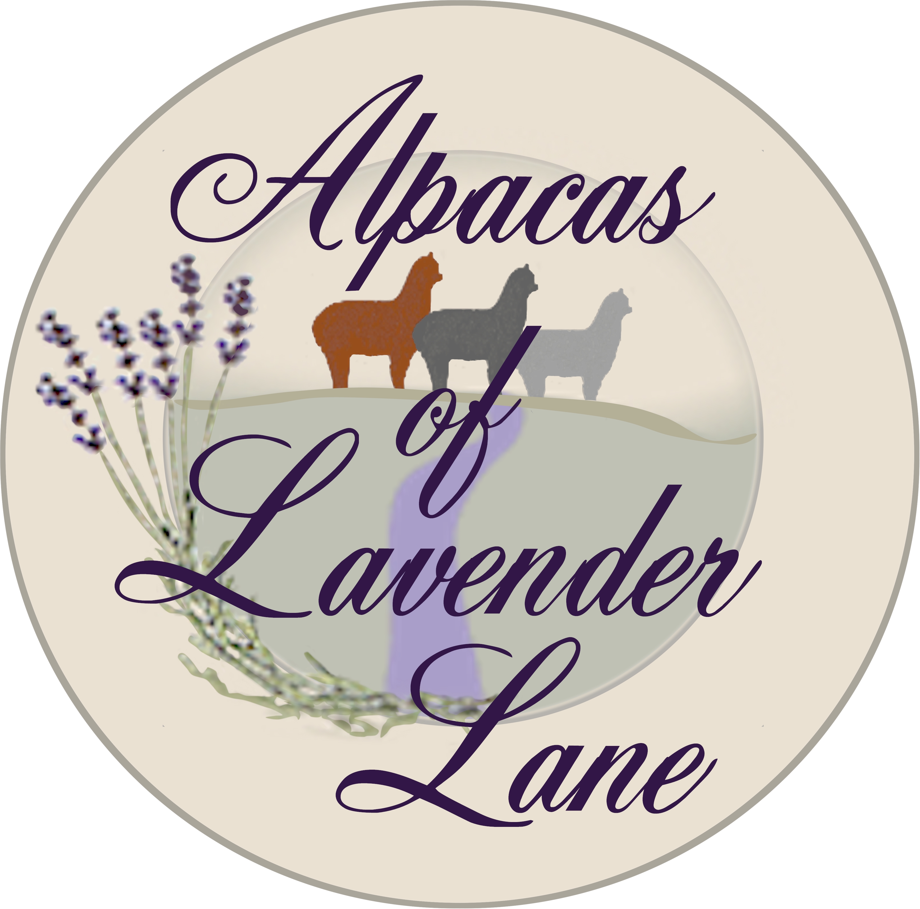 Alpacas of Lavender Lane