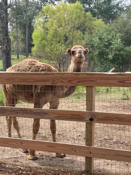 Camel For Sale - Dromedary Camel - Mo-Rocco at Coastal Farms and Exotics
