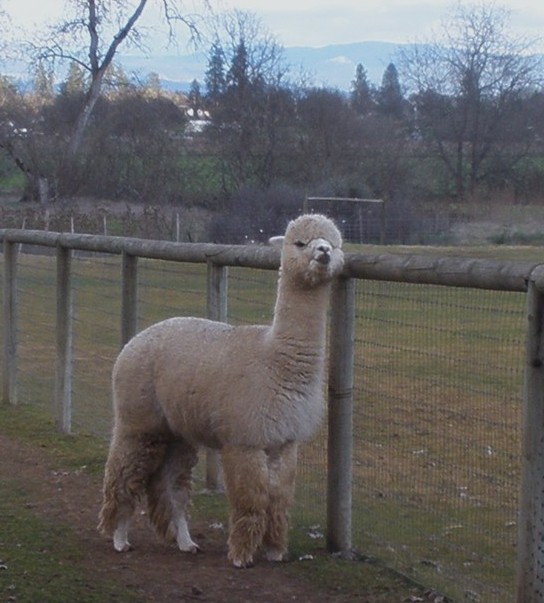 Alpaca For Sale - ALR Peruvian Chasqui at Alpacas at Lone Ranch