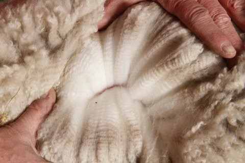 2012 cria - Agenor's Fleece