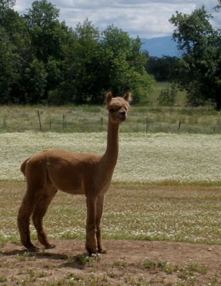 Alpaca For Sale - ALR Hennessy at Alpacas at Lone Ranch