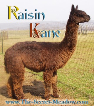 Alpaca For Sale - Raisin Kane at Close-Knit Alpacas
