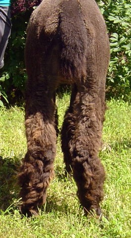 Basil-rear legs