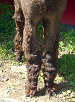 Basil-front legs