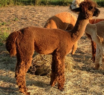 Alpaca For Sale - Stone Hill's Dionysus at Stone Hill Alpacas