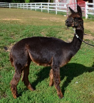 Alpaca For Sale - Peruvian Shiloh at Kleen Acres Farm