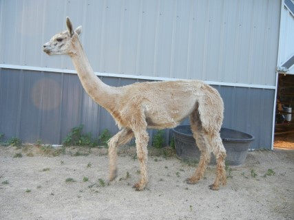 Alpaca For Sale - RFEAF Letaba at Rocky Flats Elk Alpaca Farm