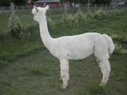 Alpaca For Sale - ArkAlpaca's Peruvian Qwhite-A-Lady at ArkAlpaca