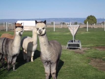 Alpaca For Sale - Lady Angelina at Suncrest Alpacas/where we board our animals