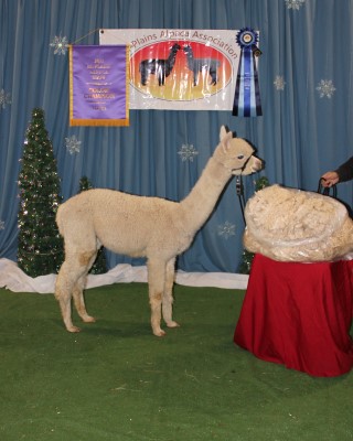 Alpaca For Sale - ACCOYO AMERICA WHITEHORSE at Alpacas By Choice