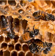Breeds of Honey Bees