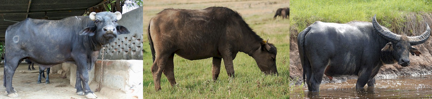 About Buffalo