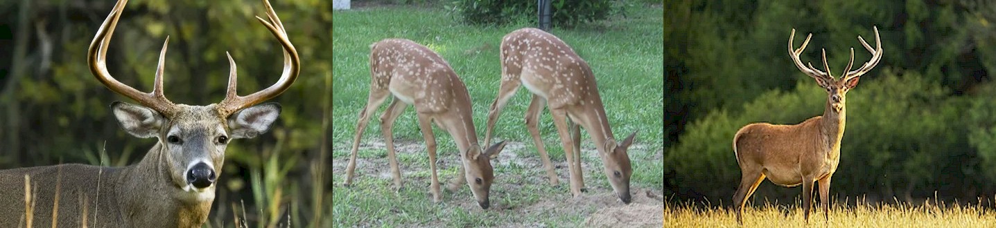 About Deer