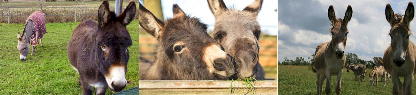 About Donkeys