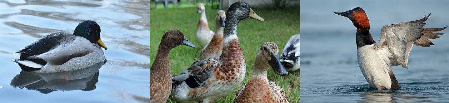 duck.care ataie (duckcare) - Profile