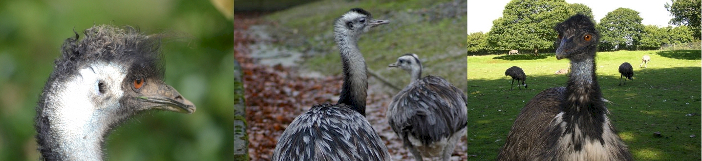 About Emus