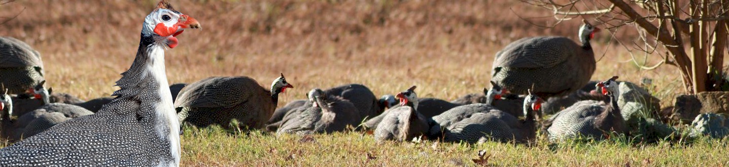 Guinea Fowl