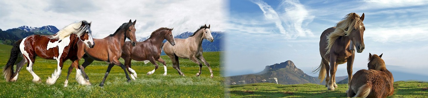 Horse Breeds Breeds of Horses