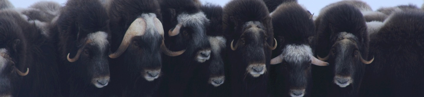 About Musk Oxen