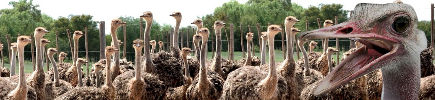About Ostriches & Ostriches Breeds