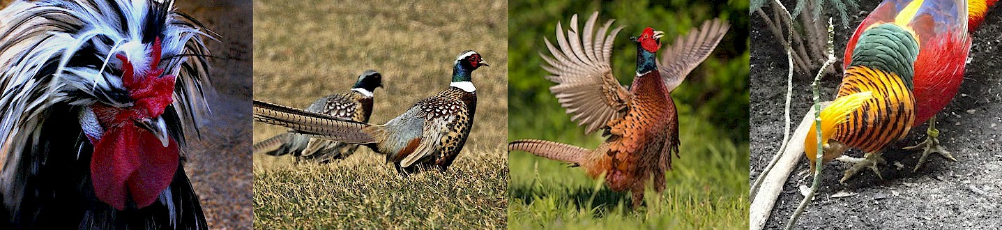 About Pheasants