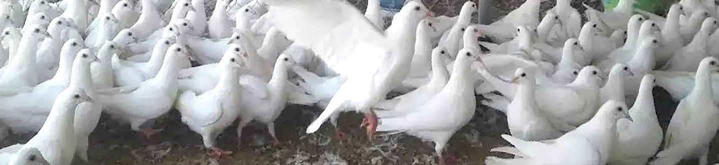 About Pigeons