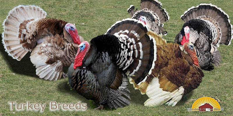 Ejecutable Inferir Perceptible Breeds of Livestock - Turkeys Breeds