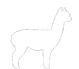 About Suri Alpacas