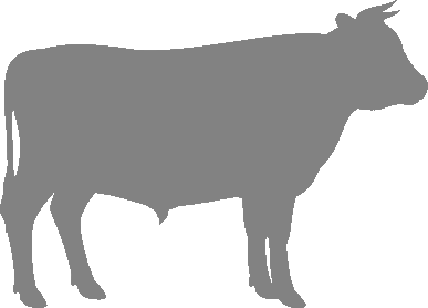 About Podolica Cattle