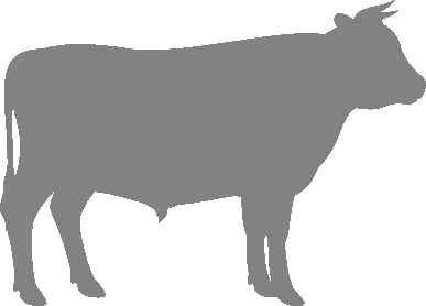 About Marchigiana Cattle