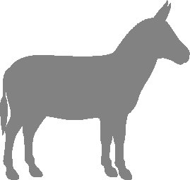 About Abyssinian Donkeys