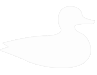 About Mulard Ducks