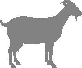 About Uzbek Black Goats