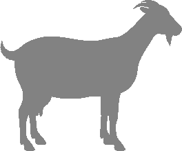 About Myotonic Goats