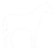 About American Albino Horses