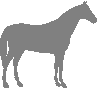 About Abaco Barb Horses
