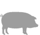 About German Landrace Pigs