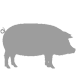 About Aksai Black Pied Pigs