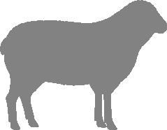 About Greyface Dartmoor Sheep