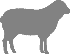 About Tautersheep Sheep