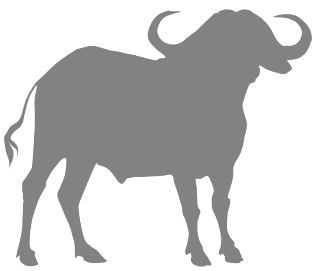 About Malaysian Buffalo