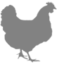 About Rhode Island Red Chickens
